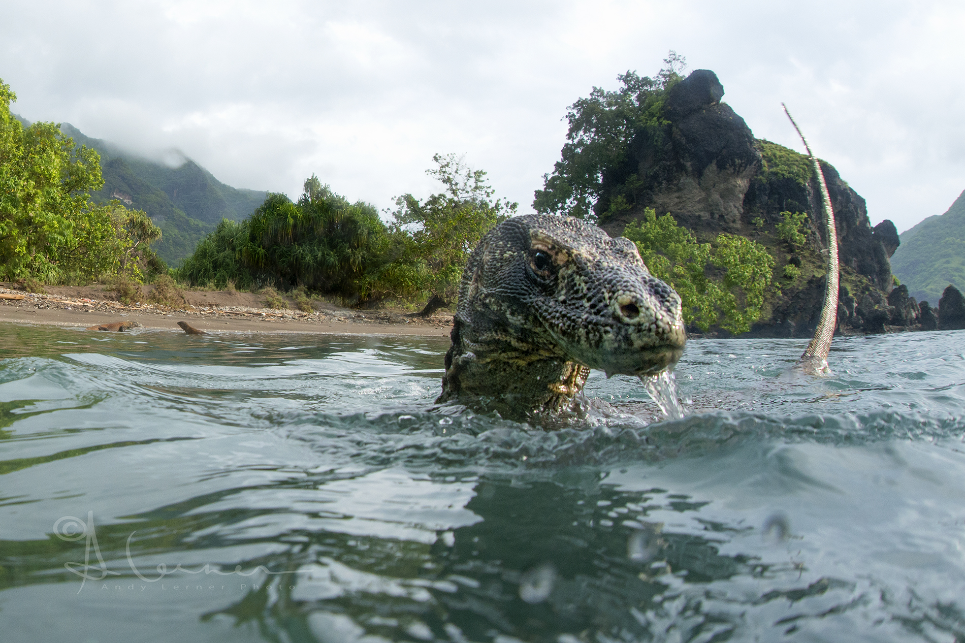 Dinosaur In The Water | Shutterbug